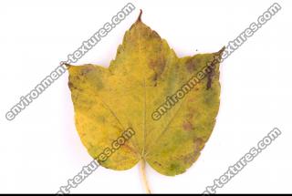 Photo Texture of Leaf 0064